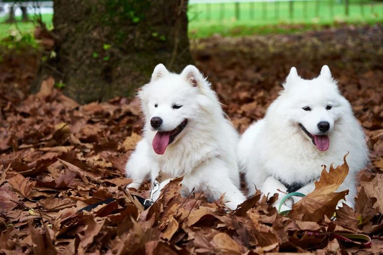 two white fluffy dogs laying down in the leaves