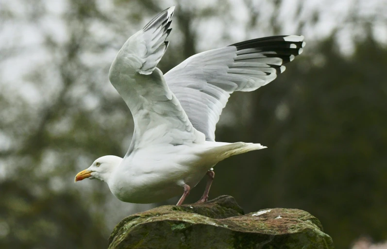 a large white bird flying near a forest