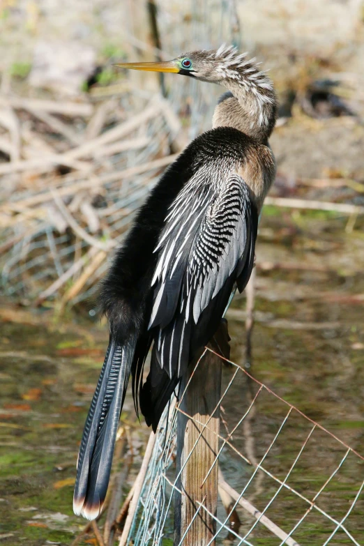 a bird is standing by a wire fence