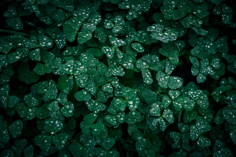 leaves are covered with dew as a background