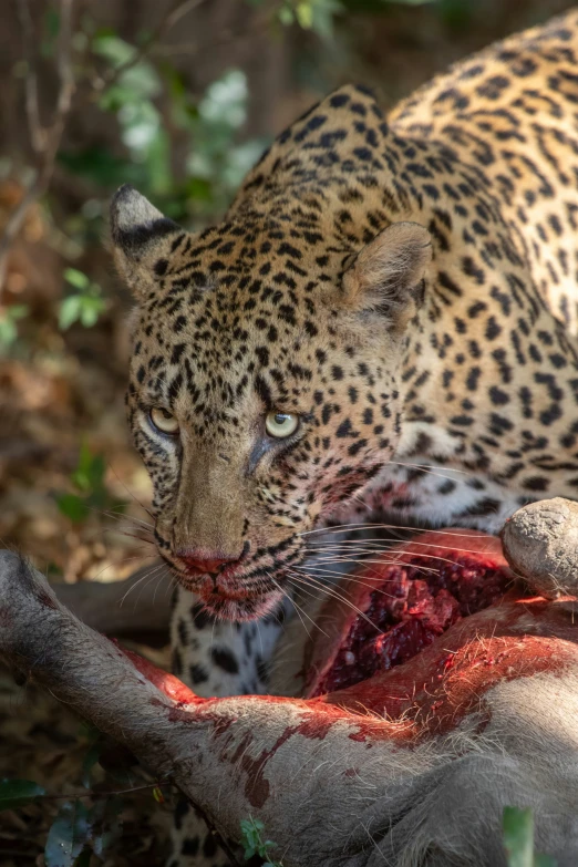 the leopard is eating the carcass in the forest