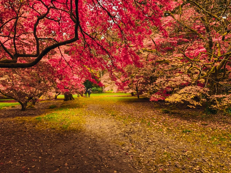 a dirt path under trees with pink leaves