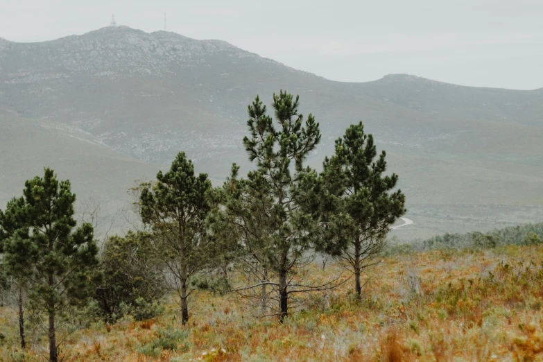 some very tall pine trees in the middle of a field