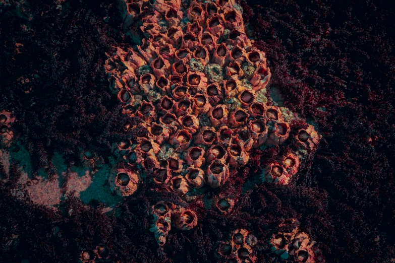 an image of orange flowers coming out of water