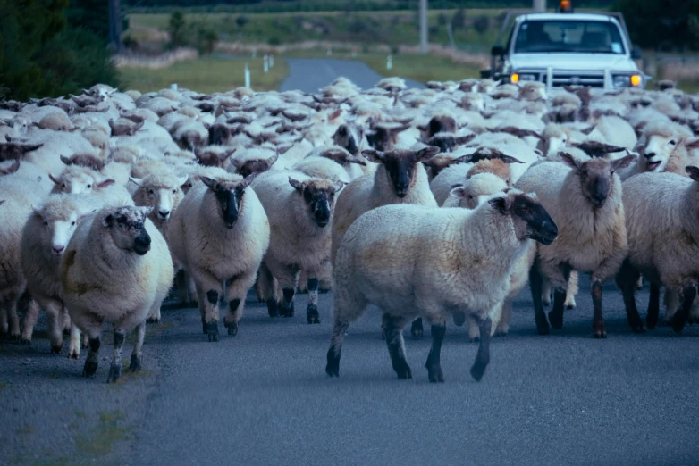 a herd of sheep cross a road in front of a car