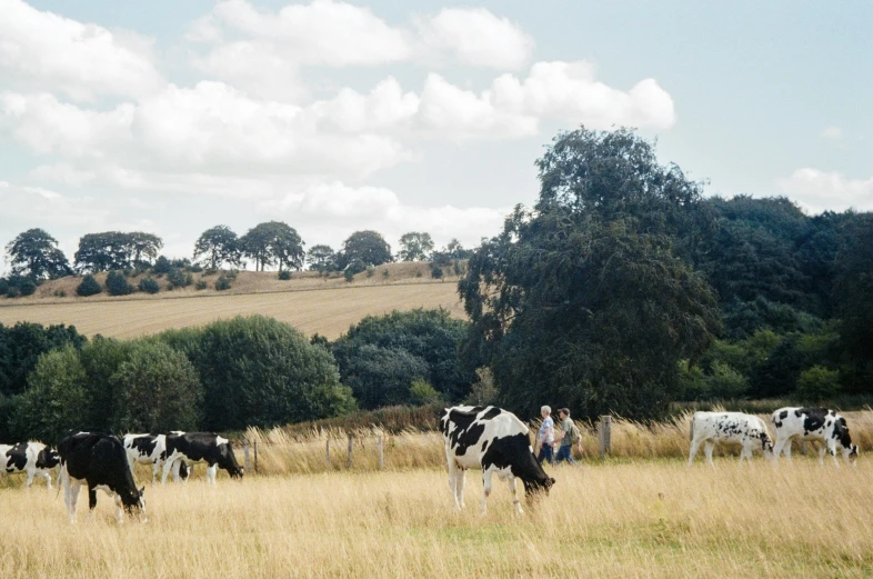 a herd of cows standing on top of a dry grass field