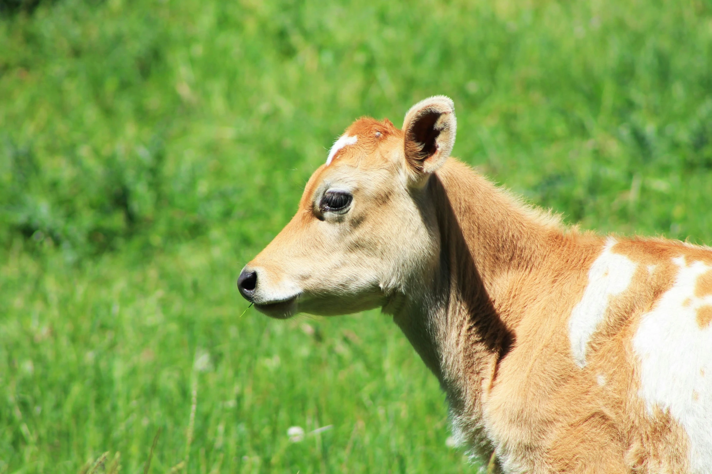 a small brown and white cow standing in the grass