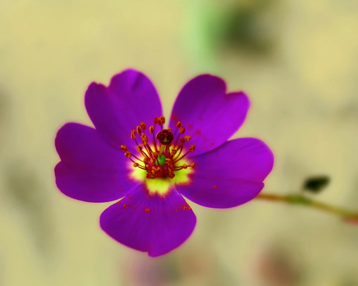 purple flower with yellow center and green stamen