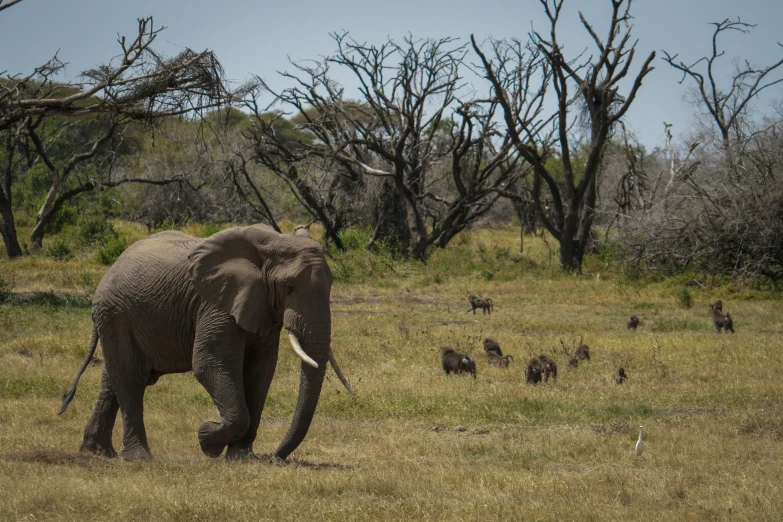 an elephant walking across a grass covered field