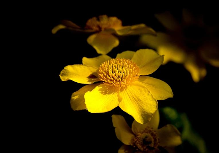 there are yellow flowers that appear to be blooming