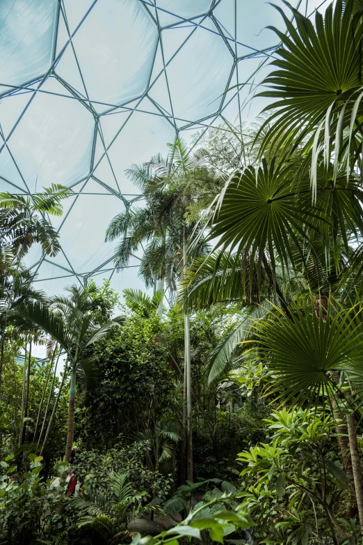 large group of vegetation in tropical forest under domed glass structure