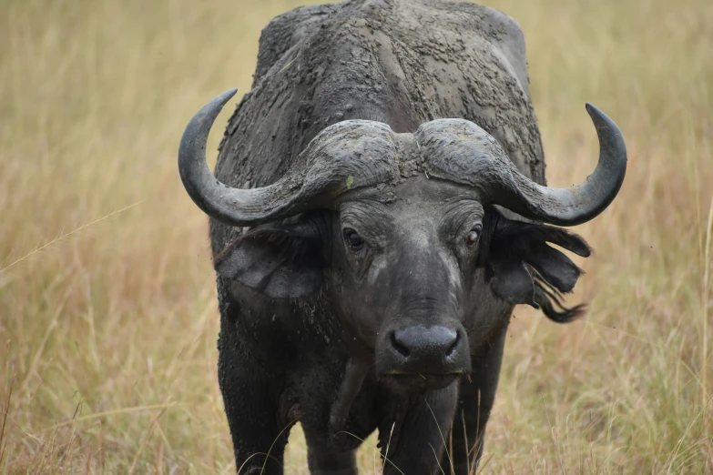 a large black bull in some dry grass