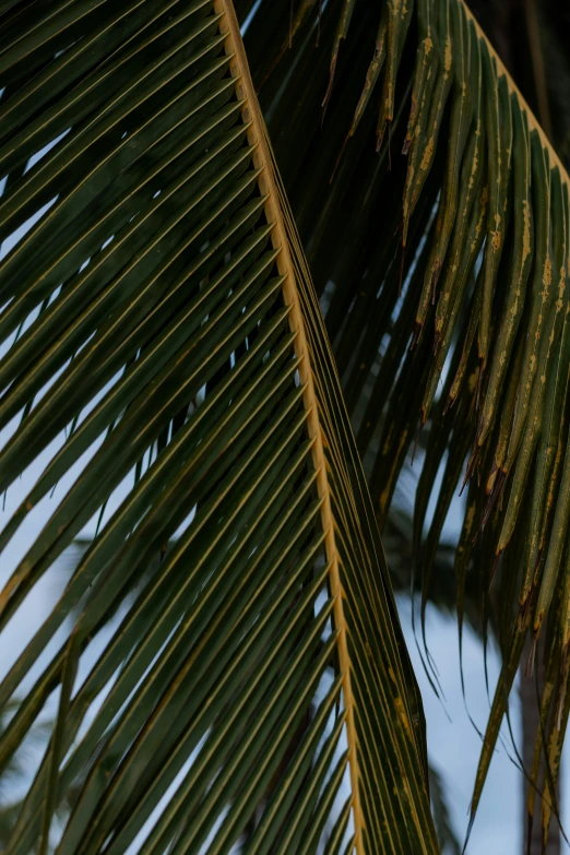 close up on a palm leaf with sky background