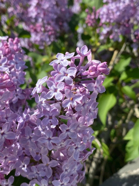 lilacs in bloom are growing along a tree
