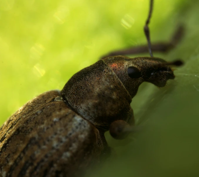 a close up of a bug on the ground