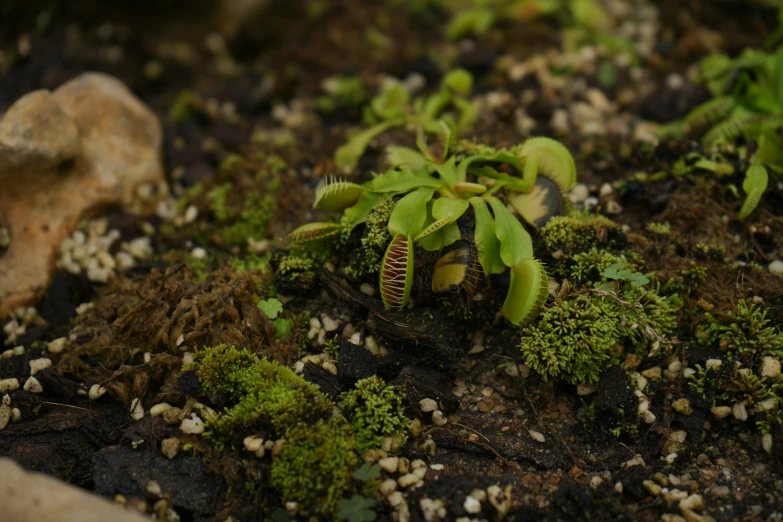 some plants growing out of the ground on the ground