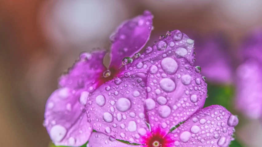 raindrops on purple flowers growing in the garden