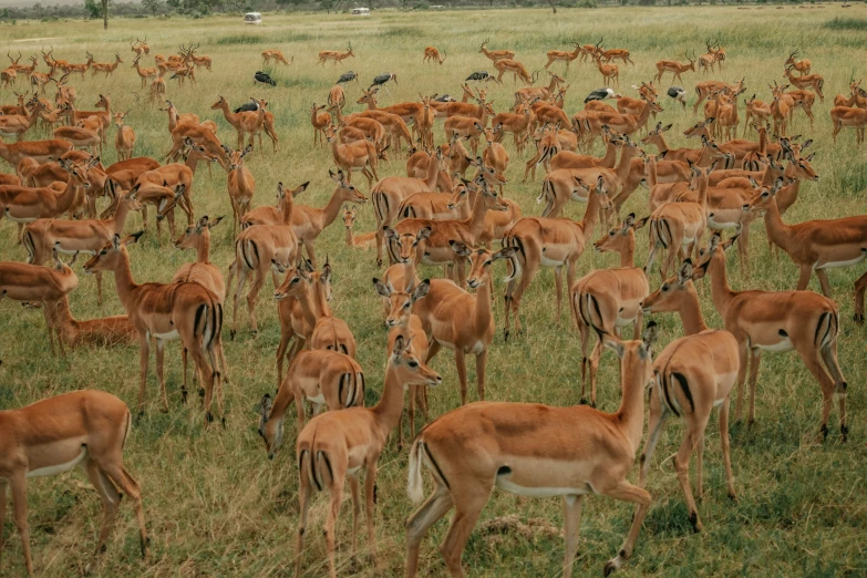 a large herd of deer in the middle of a grassy field