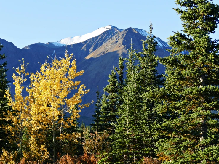 some very pretty trees near some mountains