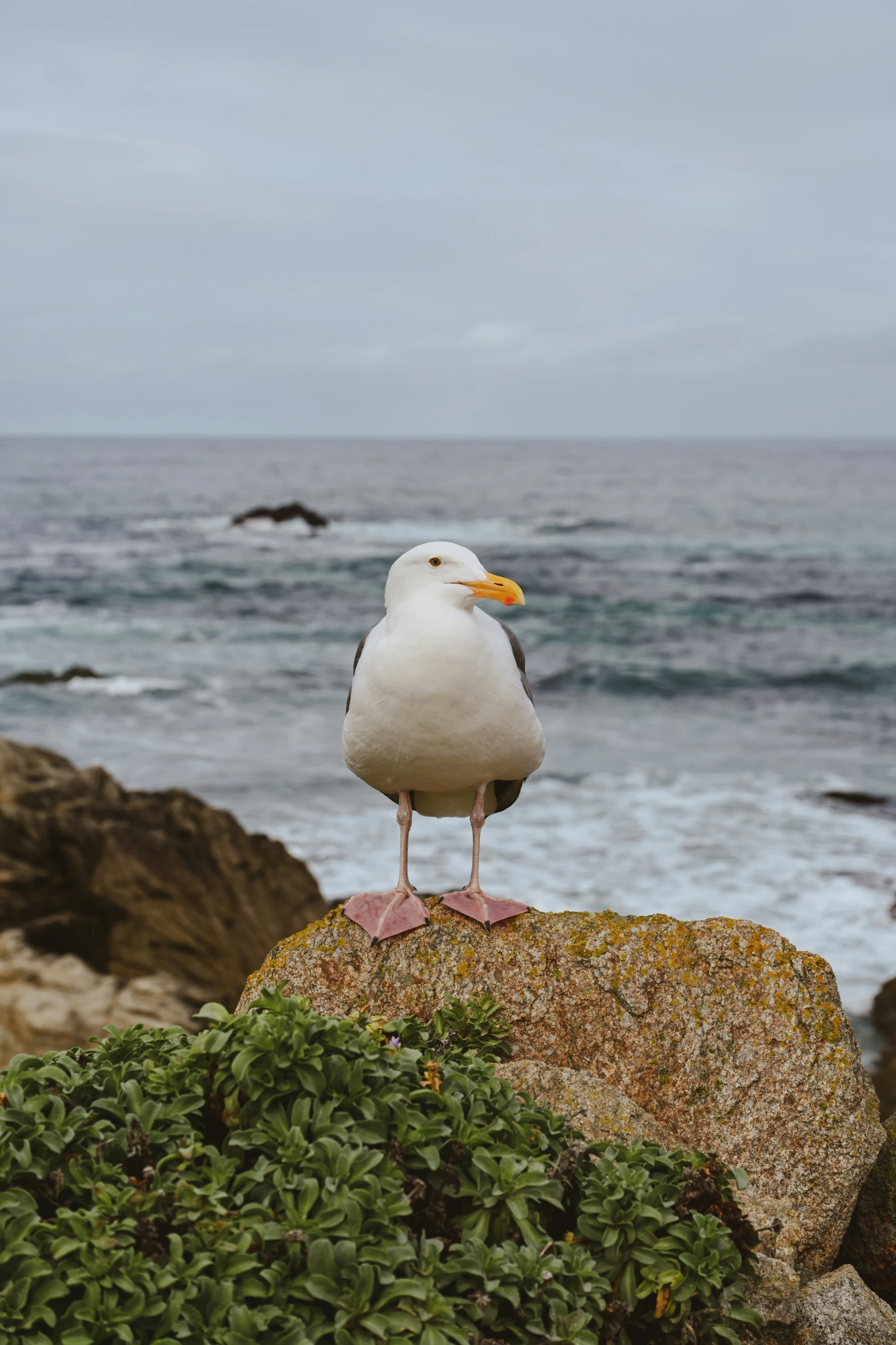 a bird sitting on top of a rock near the ocean