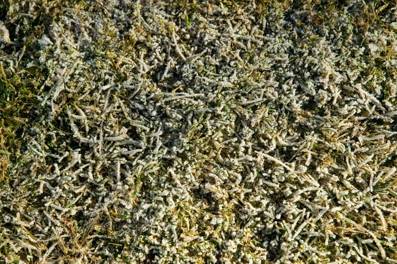 a close up view of some very thick, spiky trees