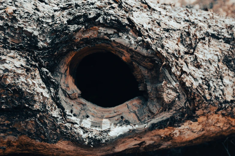 an up close s of an old, burnt tree