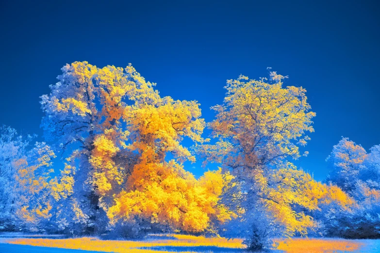 several trees are shown in infrared colors at the bottom