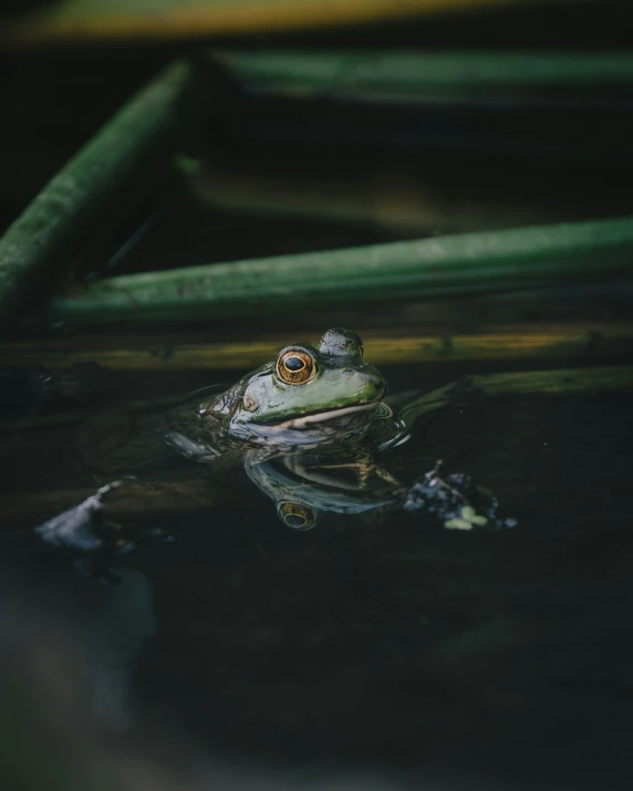 the frog is sitting on top of the plant in the water