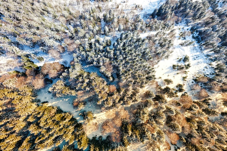 aerial view of snow - covered trees and water