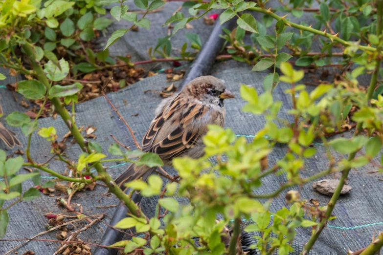 a bird is standing on a patch of trash