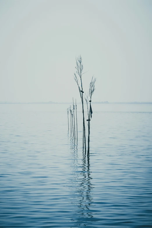 a number of poles floating on a body of water