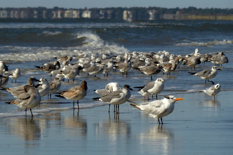 seagulls standing on the beach next to the water