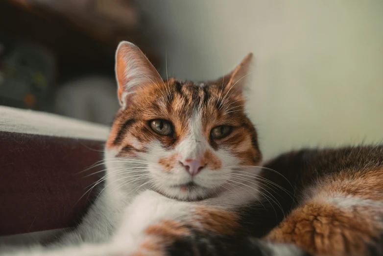 an orange and white cat is looking ahead