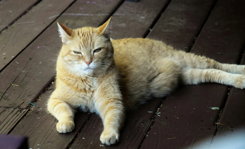 a cat that is laying on a deck