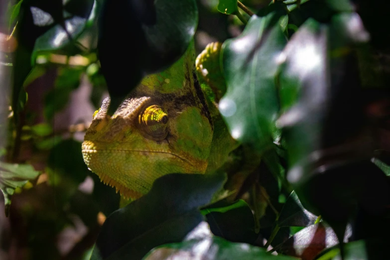 the green leaves are still attached to the tree nches