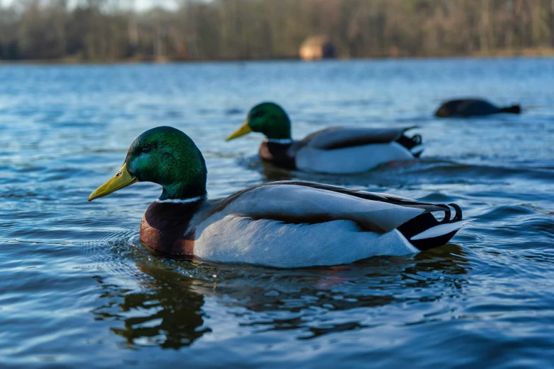 a group of ducks floating on top of a lake