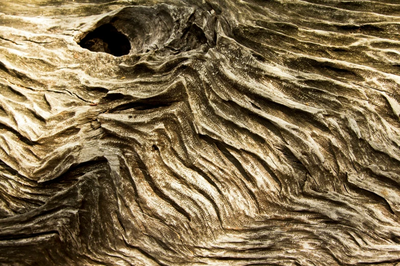 a view of some tree roots that are wood grain