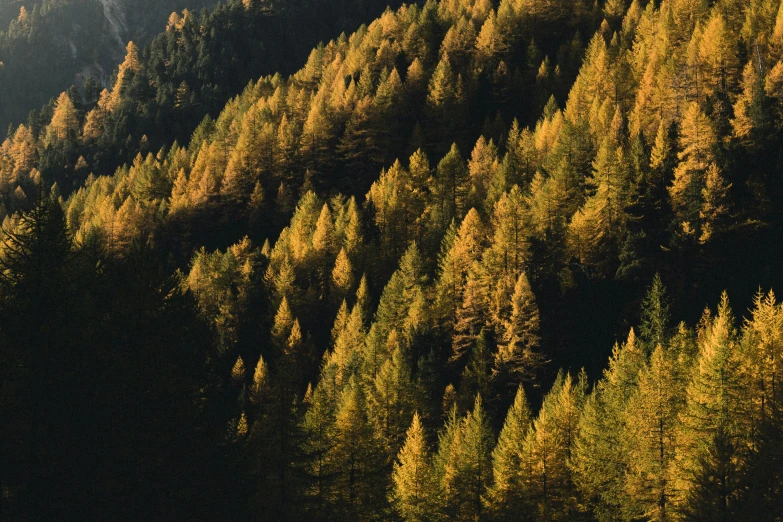 a large forested hill with many trees on it