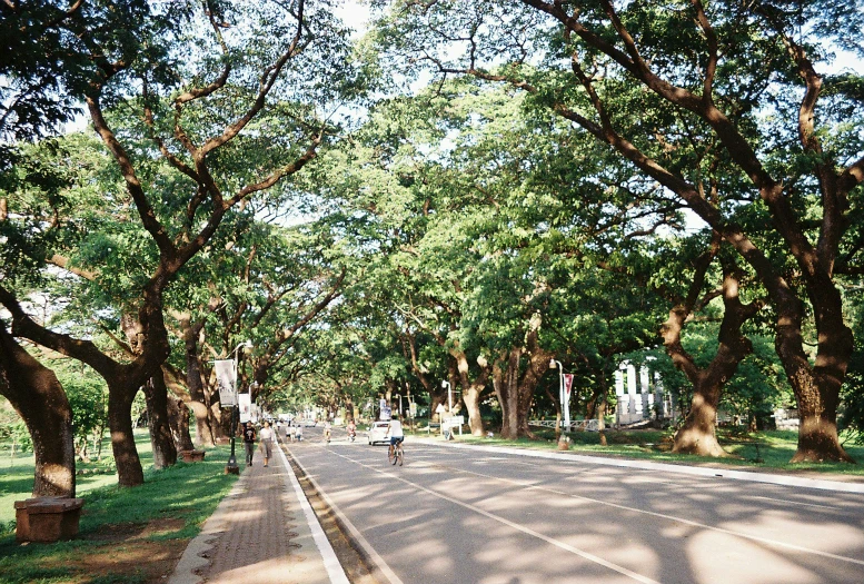 people biking in the middle of a tree - lined road