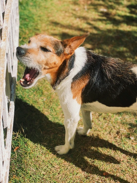 a dog next to a wooden fence with its mouth open