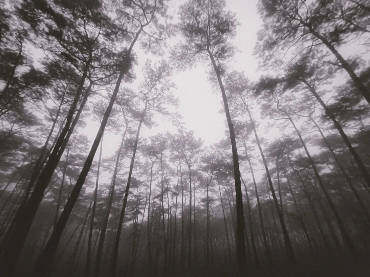 tall trees standing in the woods against the sky