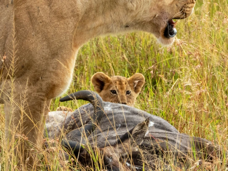 a lion and buffalo head standing in the tall grass