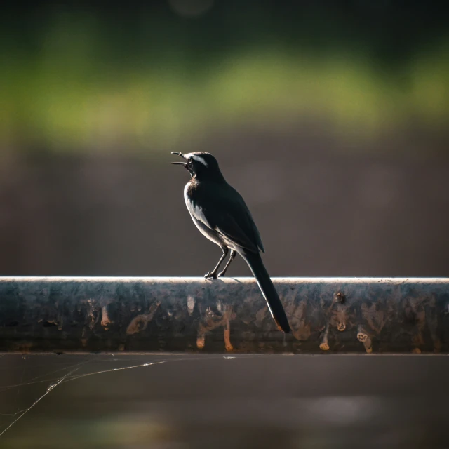 the bird is sitting on the rail next to the window