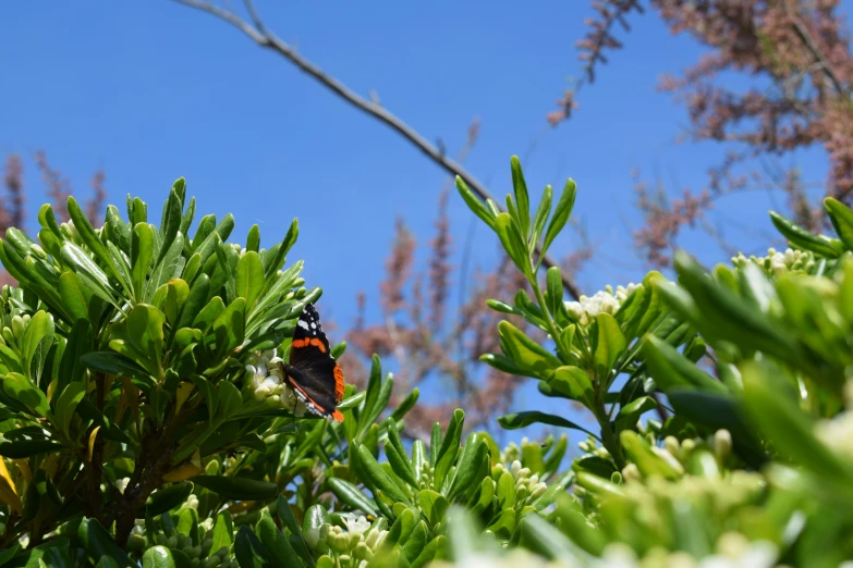 the small erfly is sitting on a green leafy tree