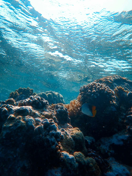 an underwater view shows corals and other creatures