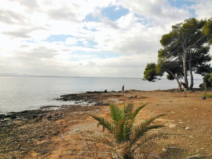 a view from the shore of a tree - lined beach