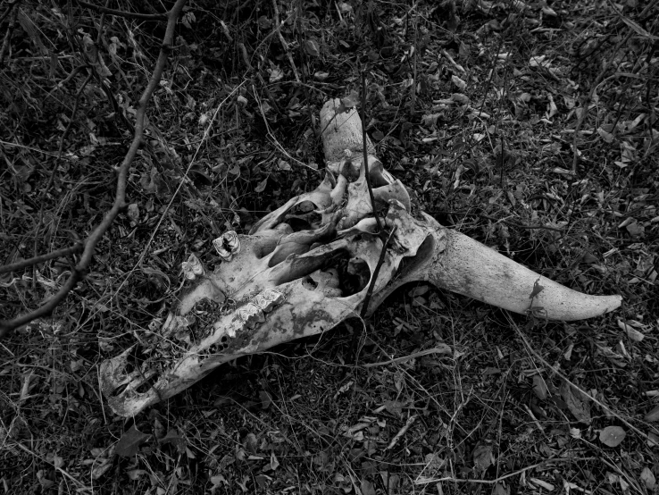 the cow skull is sitting on the grass