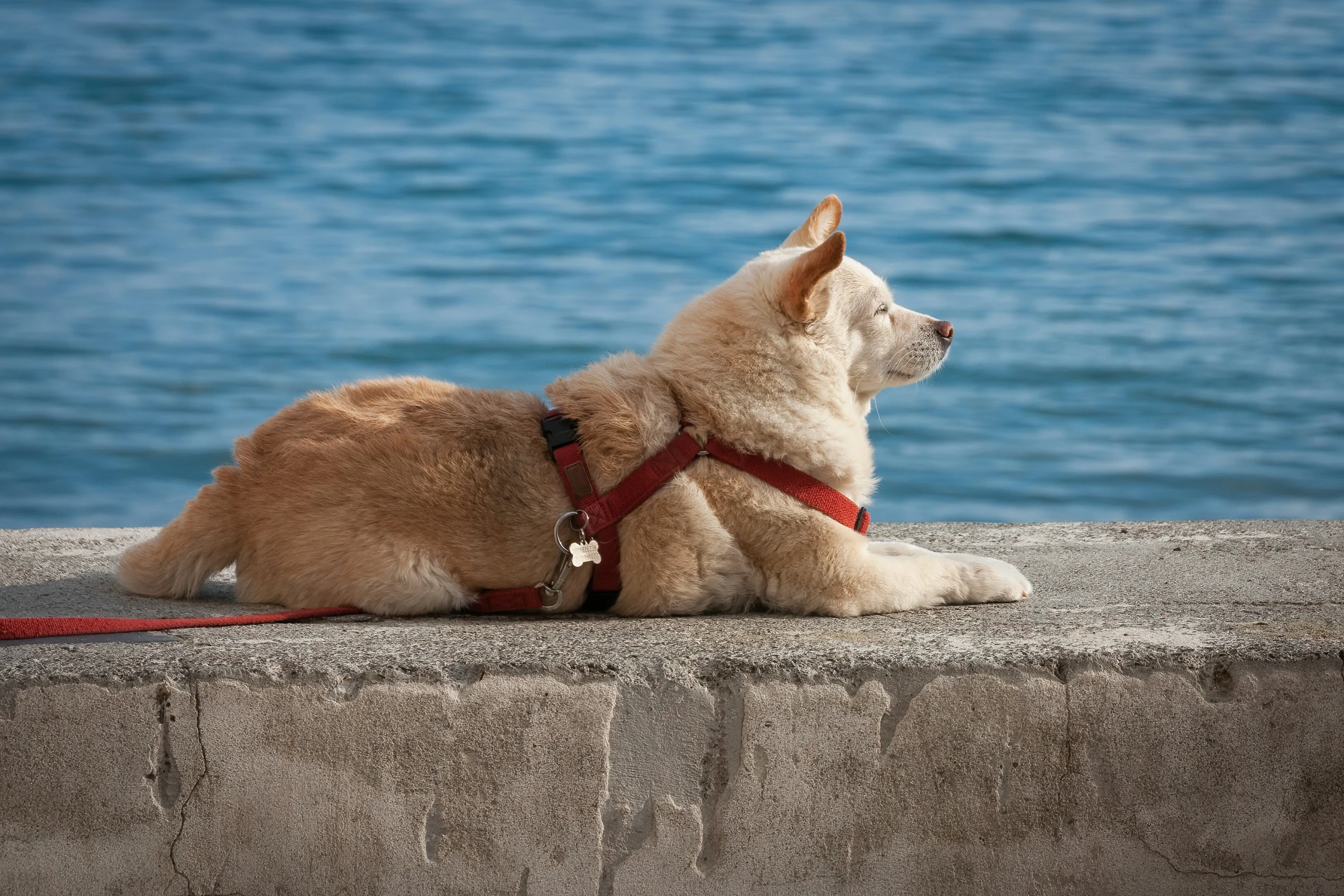 a dog that is laying down next to the water