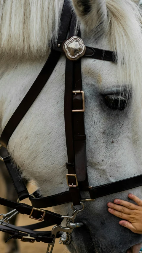 white and black horse looking back while being petted by a woman