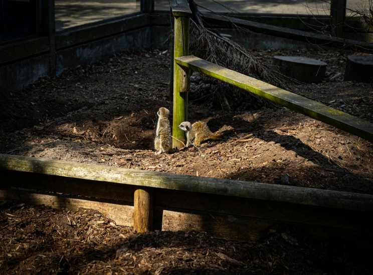 two birds sitting in a small dirt area by a fence